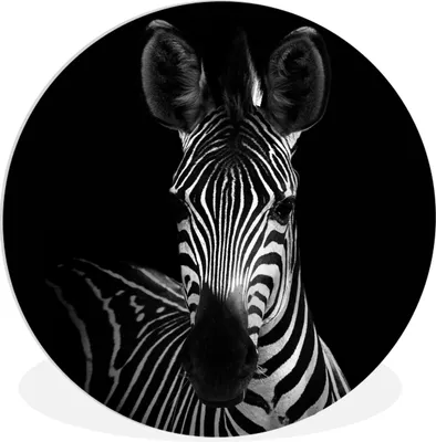 Produktbild von MuchoWow® Rundes Wandbild - Runde Bilder Zebra - Schwarz - Weiß - Tiere Ø 30 cm Kreis Wanddekoration Kunststoff - Wandkreis - Wandschmuck - Schlafzimmer - Bilder - Der Kreis - Kunst für die Wohnung - Plastik - Kunstdruck - Wandbild
