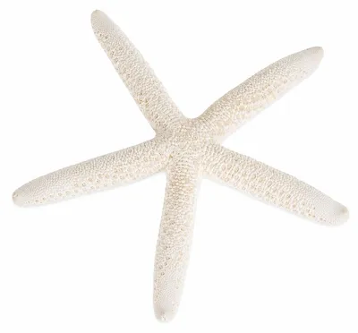 Produktbild von NaDeco Schlangenseestern gebleicht 10-15 cm, Deko Seestern weiß, Gleichmäßig heller Ton, Fünf dünne Arme, Für Schale und Hochzeit