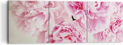Produktbild von Bild auf Leinwand - Leinwandbild - 3 Teile - Pfingstrosen Blumenstrauß Blumen - 120x40cm - Wand Bild - Wanddeko - Wandbilder - Leinwanddruck - Bilder - Wanddekoration - Leinwand bilder - CA120x40-4961