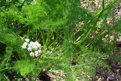 Produktbild von Echter Bärwurz Samen, 40 Stück, bis 60 cm hoch, winterhart, einheimisches Küchen- und Heilkraut