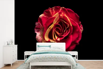 Produktbild von MuchoWow® Fototapete für Wohnzimmer oder Schlafzimmer Wandtapete Vinyl Motivtapete Blume - Rose - Rot - Schwarz - 390x260 cm - Papiertapete