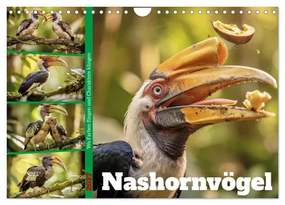 Produktbild von Nashornvögel (Wandkalender 2027 DIN A4 quer), CALVENDO Monatskalender