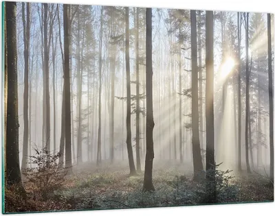 Produktbild von Bilder auf glas - Wald Baum Natur - 120x80cm - Glasbilder - Wandbilder - Kunstdruck - zum Aufhängen bereit - Wanddekoration aus Glas - Glas Bilder - Wandbild auf Glas - Einteilig - GAA120x80-3749