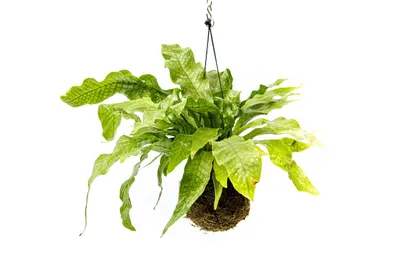 Obrázek produktu pro Gardners Kokedama Microsorum musifolium Crocodyllus (L)