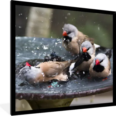 Produktbild von MuchoWow® Gerahmtes Poster Vogeltränke - Wasser - Vogel 40x40 cm - Poster mit Schwarzem Bilderrahmen Wandposter Rahmen Foto Bilder - Mit Rahmen - Wanddekoration Schlafzimmer