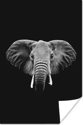 Produktbild von MuchoWow® Poster Elefant auf schwarzem Hintergrund - schwarz und weiß 120x180 cm - Kunstposter
