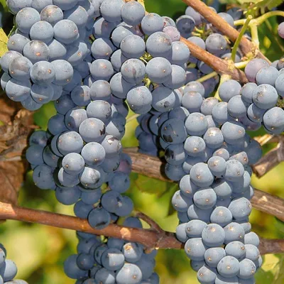 Immagine prodotto di Vitis Leon Millot 2L