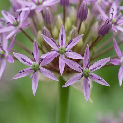 Image de Green boutiQ - Bloembollen - Allium Christophii - Kleur Paars - 15 stuks - Bolmaat 10/2 - XXL Pack