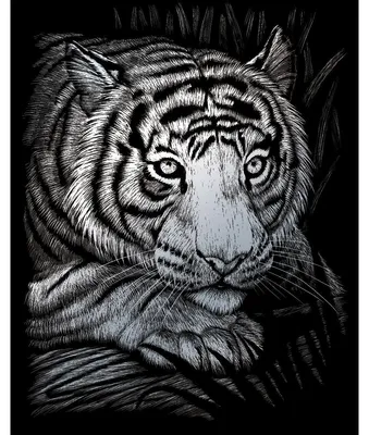 Produktbild von PRACHT Kratzbilder Weißer Tiger silber 20,3x25,4cm