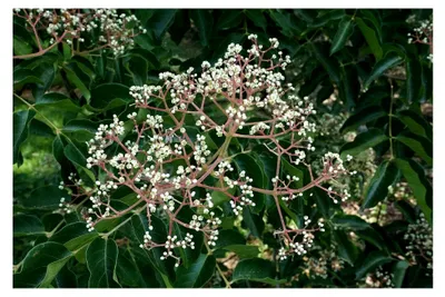 Produktbild von Bienenbaum Euodia hupehensis Pflanze 5-10cm