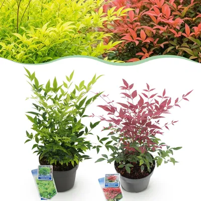 Produktbild von GreenboutiQ - Gartenpflanze - Nandina Duo - Gelb & Rot - 2 Pflanzen - Immergrün - Pflegeleicht - Topf 17cm Höhe 45cm