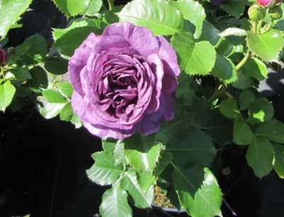 Produktbild von Rosa Minerva ® - Beetrose Minerva ® - Floribunda Rose - Vissers Rose