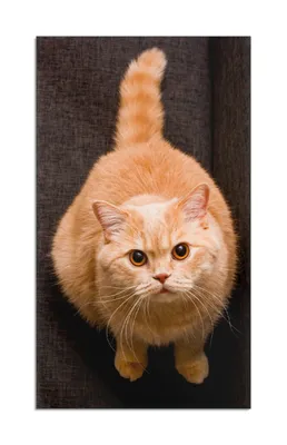 Produktbild von Wallario Herdabdeckplatte aus Glas 1-teilig, Größe 30x52 cm Rote Katze mit Blick nach oben