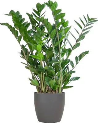 Produktbild von Zamioculcas Zamiifolia Glücksfeder robust Zimmerpflanze 80cm Ø21cm pflegeleicht