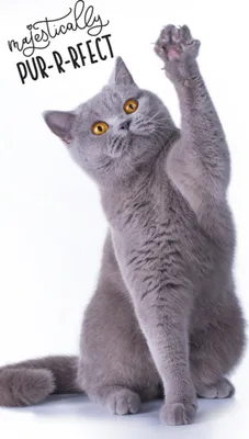 Produktbild von Frotteehandtuch Seine Hoheit die Katze