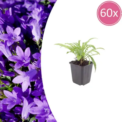 Produktbild von Campanula pers. 'Coerulea' | 60 Stück - 10-25cm - Ø9cm - Gartenpflanze