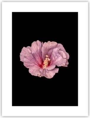Produktbild von Poster - Poster ohne Rahmen - Hibiskus Blume Rosa - 30x40 cm - Wand Bild - Wanddeko - Wandbilder - Kunstposter - Wandposter - Bilder - Kunstdruck - Wanddekoration - Wandbild - P2XPA30x40-4481