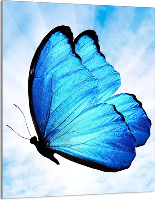 Produktbild von Herdabdeckplatte 40x52 Glaskeramikkochfeld Abdeckung Spritzschutz Glasplatte Deko Schneidebrett, Schmetterling Blau