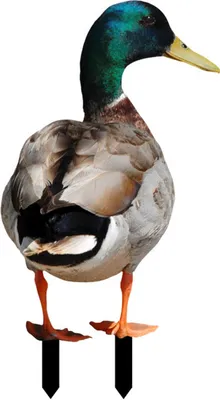 Produktbild von Entendekor realistische lebensechte dekorative doppelseitige Druck rustikaler Acrylgarten Geflügelstatue für Garten-D