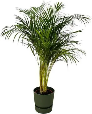 Obrázok produktu pre Areca palma - betelová palma - izbová rastlina cca 130cm - Ø24cm - vrátane