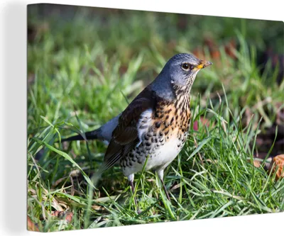 Produktbild von OneMillionCanvasses® - Leinwandbilder - 140x90 cm, Eine Feldsperling im Gras, Wandbilder Kunstdruck Wanddekoration - Foto auf Leinwand - Gemälde auf Holzrahmen