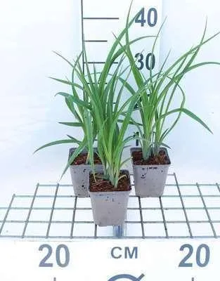 Image de 6 x Hemerocallis hybr. 'Lilioasphodelus' (flava) - hémérocalle - pot 9 x 9 cm