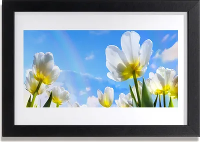 Produktbild von Bild 30x20 MDF-Rahmen Wandkunst Pflanzen Blumen Tulpen