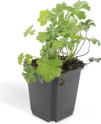 Immagine prodotto di Tappeto erboso - Geranium cantabrigiense 'Biokovo' - Vaso da 9 cm - Set di 12 piante
