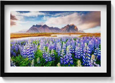 Produktbild von Magische Lupinenblüten– Wandbild mit Rahmen – Gerahmtes Bild  – Wanddekoration – 60x40 cm –  Schwarz Rahmen