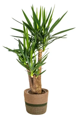 Produktbild von Yucca Elephantipes Verzweigt mit Korb Ø24cm - Höhe 80-100cm