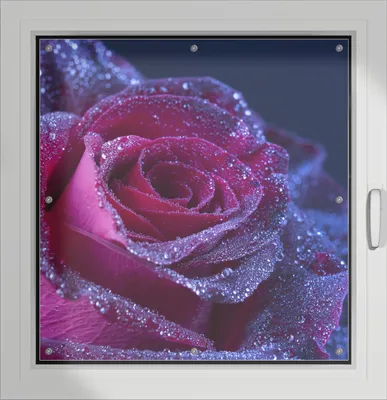 Produktbild von Wallario Lichtschutzbild, Dekorativer Sichtschutz Sonnenschutz 96 x 100 cm mit Motiv: Rote Rosenblüte im Regen - Verdunklung ohne Bohren