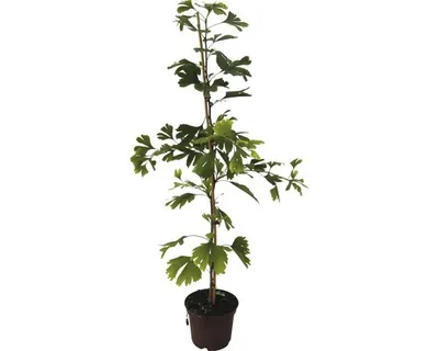Obrázek produktu pro Jinan dvoulaločný FloraSelf Ginkgo biloba výška 60-80 cm květináč 4 l