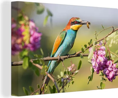 Produktbild von OneMillionCanvasses® - Leinwandbilder - 150x100 cm, Vogel - Bienenfresser - Blumen, Wandbilder Kunstdruck Wanddekoration - Foto auf Leinwand - Gemälde auf Holzrahmen