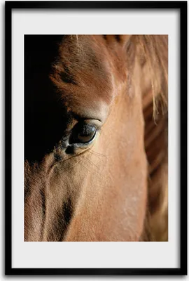 Produktbild von Bild - Bilderrahmen - 40 cm x 60 cm - MDF - Rahmen - Wandkunst - Pferd
