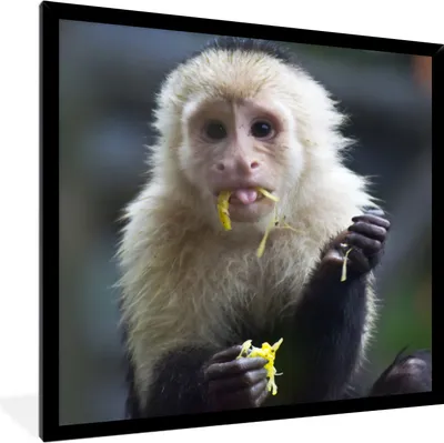Produktbild von MuchoWow® MuchoWow® Gerahmtes Poster Fruchtfressendes Kapuzineräffchen in Costa Rica 40x40 cm - Poster mit zchwarzem Bilderrahmen - Mit Rahmen - Wanddekoration Schlafzimmer