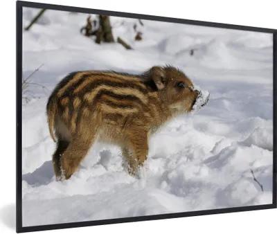 Produktbild von MuchoWow® Gerahmtes Poster Wildschwein - Tier - Schnee 30x20 cm - Poster mit Schwarzem Bilderrahmen Wandposter Rahmen Foto Bilder - Kunstdruck - Bild-Poster
