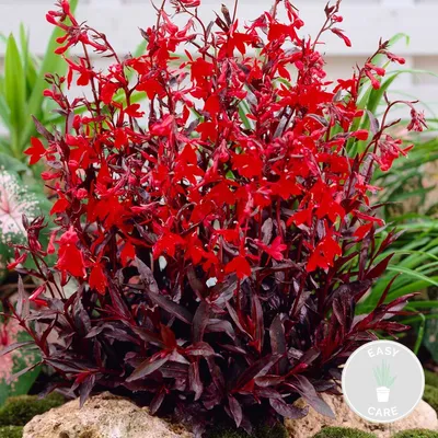 Produktbild von Lobelia Queen Victoria, Lobelie, Teichpflanze, 10-20 cm, Topf 9 cm