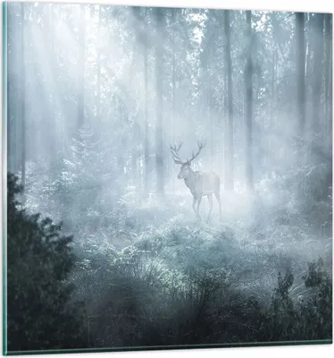 Produktbild von Bilder auf glas - Einteilig - Hirsch Wald Morgendämmerung - 50x50cm - Glasbilder - Wandbilder - Bilder - Wanddekoration aus Glas - Glas Bilder - Wandbild auf Glas - GAC50x50-4667