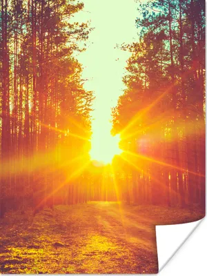 Produktbild von MuchoWow® Poster Sonnenuntergang - Bäume - Wald - Natur 30x40 cm - Wandplakat - Poster Kinderzimmer