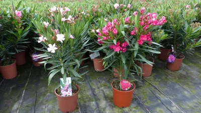 Produktbild von Oleander Busch 65 cm Nerium Rosenlorbeer Premium rot oder rosa