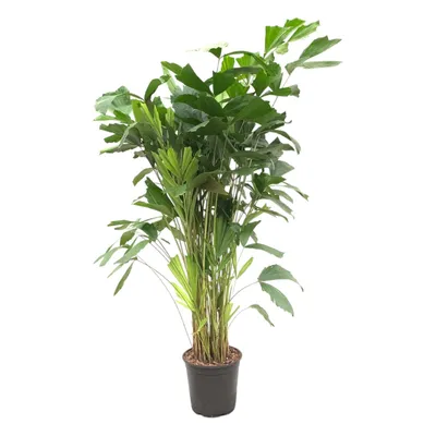 Produktbild von Zimmerpflanze - Caryota Mitis - Fischschwanzpalme - Tropisch - Für helle Standorte ohne direkte Sonne - Topf Ø24cm - Höhe 150cm