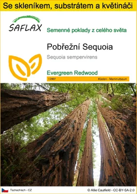 Obrázek produktu pro SAFLAX Kultivační sada - Pobřežní Sequoia - Sequoia sempervirens - 50 Semena - S mini skleníkem, pěstebním substrátem a 2 květináči