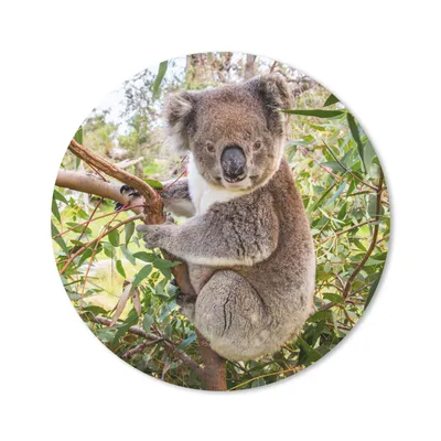Produktbild von MuchoWow® Mauspad Mousepad Koala - Blätter - Kinder - Jungen - Mädchen 50x50 cm - Mousepads - Maus Mat - Pad - Mausunterlage - Vinyl
