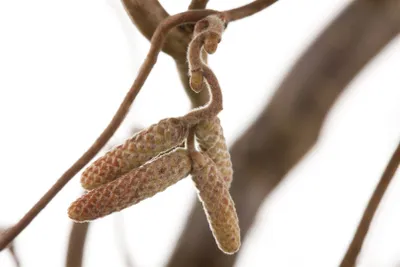 Produktbild von Corylus avellana 'Contorta', Korkenzieherhasel, 40–60 cm