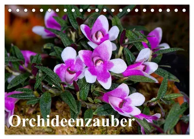 Produktbild von Orchideenzauber (Tischkalender 2027 DIN A5 quer), CALVENDO Monatskalender