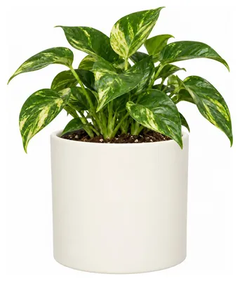 Produktbild von Mica Decorations Pflanzentopf - weis - Keramik - 23 x 21 cm
