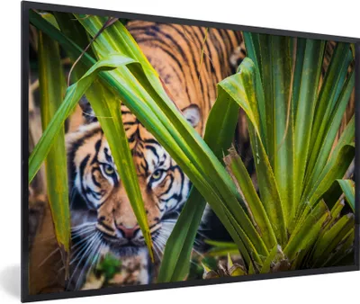 Produktbild von MuchoWow® MuchoWow® Gerahmtes Poster Versteckter Sumatra-Tiger im Laub 60x40 cm - Poster mit zchwarzem Bilderrahmen - Printing - Wanddeko Schlafzimmer