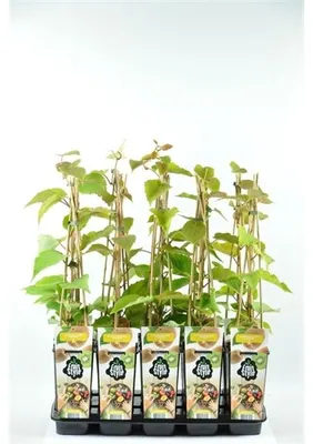 Immagine prodotto di Kiwi 'Hayward' 70 cm - Actinidia deliciosa Hayward - weiblich
