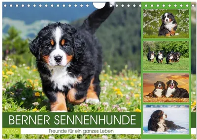 Produktbild von Berner Sennenhunde - Freunde für ein ganzes Leben (Wandkalender 2026 DIN A4 quer), CALVENDO Monatskalender