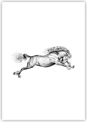 Produktbild von Poster - Poster ohne Rahmen - Pferd Zeichnung Bleistift - 70x100 cm - Wand Bild - Wanddeko - Wandbilder - Kunstposter - Wandposter - Bilder - Kunstdruck - Wanddekoration - Wandbild - P2XPA70x100-4906
